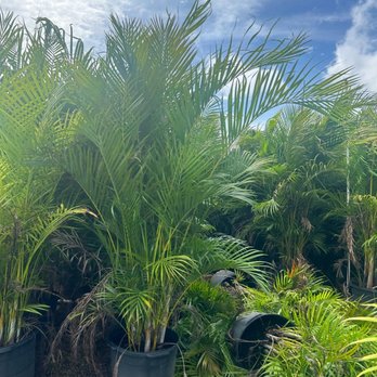 Santana & Plants - Nurseries & Gardening Near Me - Miami, Florida Santana & Plants - Nurseries & Gardening Near Me - Miami, Florida