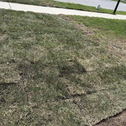 Trutco - Front yard a few hours after the sod was laid.