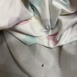 Roach infestation Roach infestation