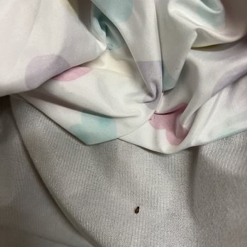 Deerbrook Garden Apartments - Roach infestation - Apartments Near Me - Humble, Texas Deerbrook Garden Apartments - Roach infestation - Apartments Near Me - Humble, Texas