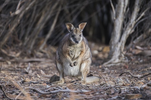Exceptional Kangaroo Island by null