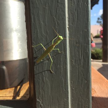Prep & Pastry - All the insects love this place so it must be good. - Breakfast & Brunch Near Me - Tucson, Arizona