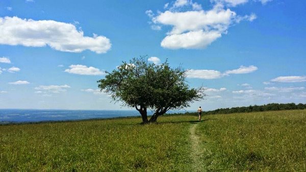 Finger Lakes National Forest by null