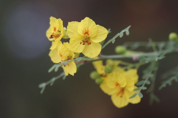 Lajitas Golf Resort by null