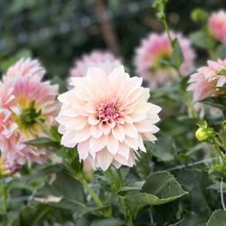 Vallejo Street Dahlias