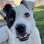 Photo of Los Banos Animal Shelter