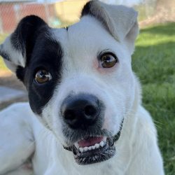 Los Banos Animal Shelter