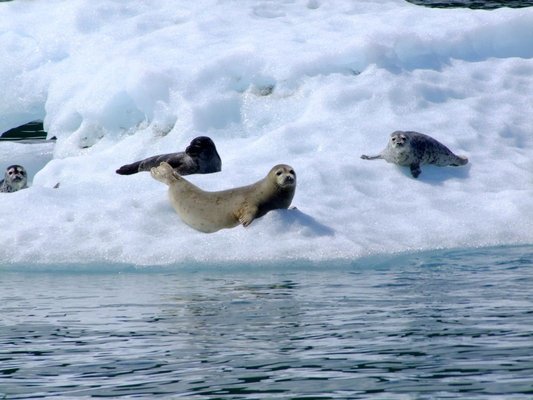 Alaska Peak & Seas by null
