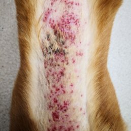My dog's skin was very much irritated by their store shampoo. My dog's skin was very much irritated by their store shampoo.
