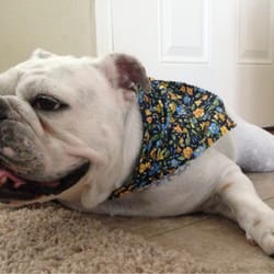 Paws Here 1st Pet Salon - Lizzie's folds are all clean with her nails painted and her bandana. So cute.