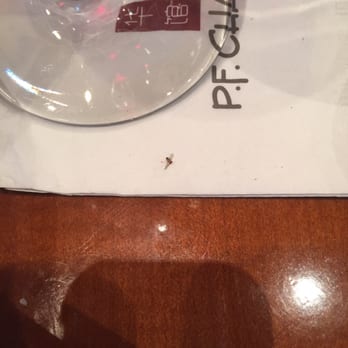 P.F. Chang's - There were about 4 fruit flies circling us throughout our whole dinner... Is that sanitary?! Food regulations much?? - Chinese Near Me - Sunnyvale, California P.F. Chang's - There were about 4 fruit flies circling us throughout our whole dinner... Is that sanitary?! Food regulations much?? - Chinese Near Me - Sunnyvale, California