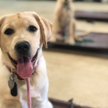Redmark Kennels - Pet Training Near Me - Lexington, Texas Redmark Kennels - Pet Training Near Me - Lexington, Texas