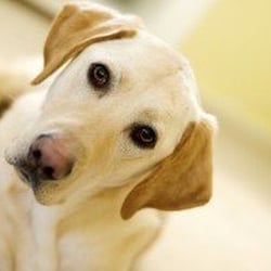 Puppy Prep School