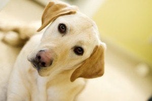 Puppy Prep School - pet boarding facility in Cincinnati, OH