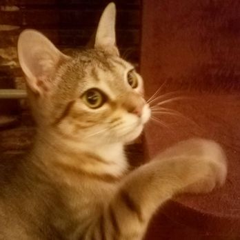 Mac Tabby Cat Cafe - Themed Cafes Near Me - Charlotte, North Carolina Mac Tabby Cat Cafe - Themed Cafes Near Me - Charlotte, North Carolina