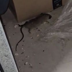 CubeSmart Self Storage - A dead rat
