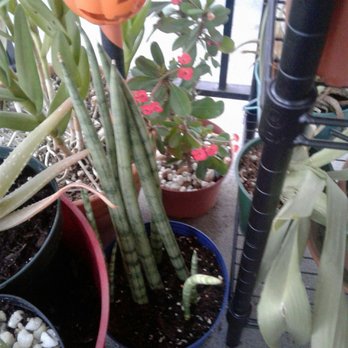 Green Touch Nursery - Found both indoor and outdoor plants that were on my must have lost - Nurseries & Gardening Near Me - Bellflower, California Green Touch Nursery - Found both indoor and outdoor plants that were on my must have lost - Nurseries & Gardening Near Me - Bellflower, California