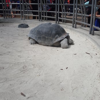 Jungle Island - Aldabra tortoise - Amusement Parks Near Me - Miami, Florida