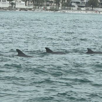 Flippers Adventures - Snorkeling Near Me - Destin, Florida