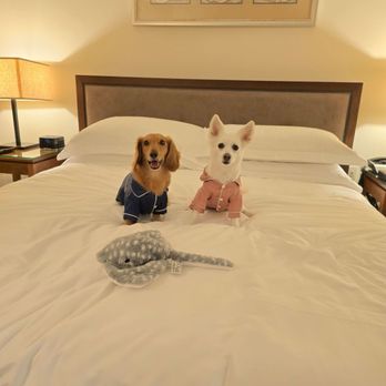 Ka La'i Waikiki Beach, LXR Hotels & Resorts - Stingray plushie for the little ones already on the bed - Hotels Near Me - Honolulu, Hawaii Ka La'i Waikiki Beach, LXR Hotels & Resorts - Stingray plushie for the little ones already on the bed - Hotels Near Me - Honolulu, Hawaii