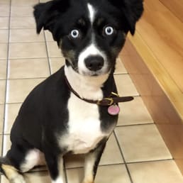 My Sadie Blue after her cut.