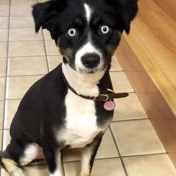 Bluebonnet Grooming - My Sadie Blue after her cut. - Pet Groomers Near Me - San Antonio, Texas