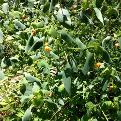Lots of greenery, shaded spots and flowers along the trails.