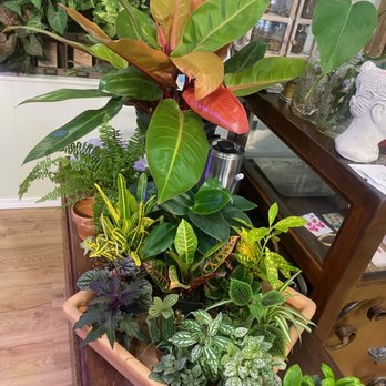 Gardens & Apothecary - Plants inside gardens apothecary co. - Herbal Shops Near Me - Springfield, Tennessee Gardens & Apothecary - Plants inside gardens apothecary co. - Herbal Shops Near Me - Springfield, Tennessee