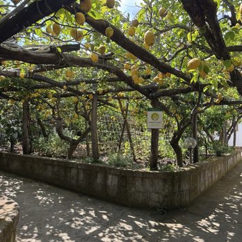 I Giardini di Cataldo - Organic Stores Near Me - Sorrento, NA I Giardini di Cataldo - Organic Stores Near Me - Sorrento, NA