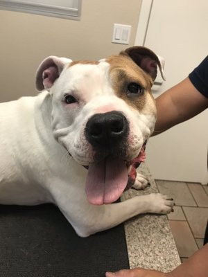 vca animal hospital bradshaw