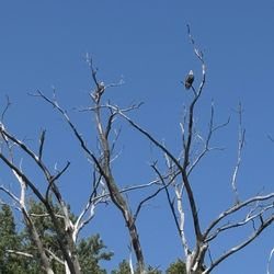 Spirit of the Water Yacht - Saw 2 eagles watching us