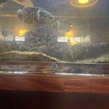 Umiya - Sushi Bars Near Me - Humble, Texas