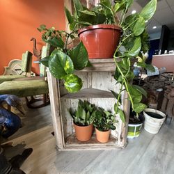 Blue Goose Plant and House