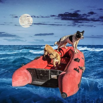 Ceiba Adventures - Even our dogs like to go boating! - Rafting/Kayaking Near Me - Flagstaff, Arizona Ceiba Adventures - Even our dogs like to go boating! - Rafting/Kayaking Near Me - Flagstaff, Arizona