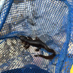 Yale Park - Yellow bellied newt While not all salamanders are newts, all newts are salamanders!