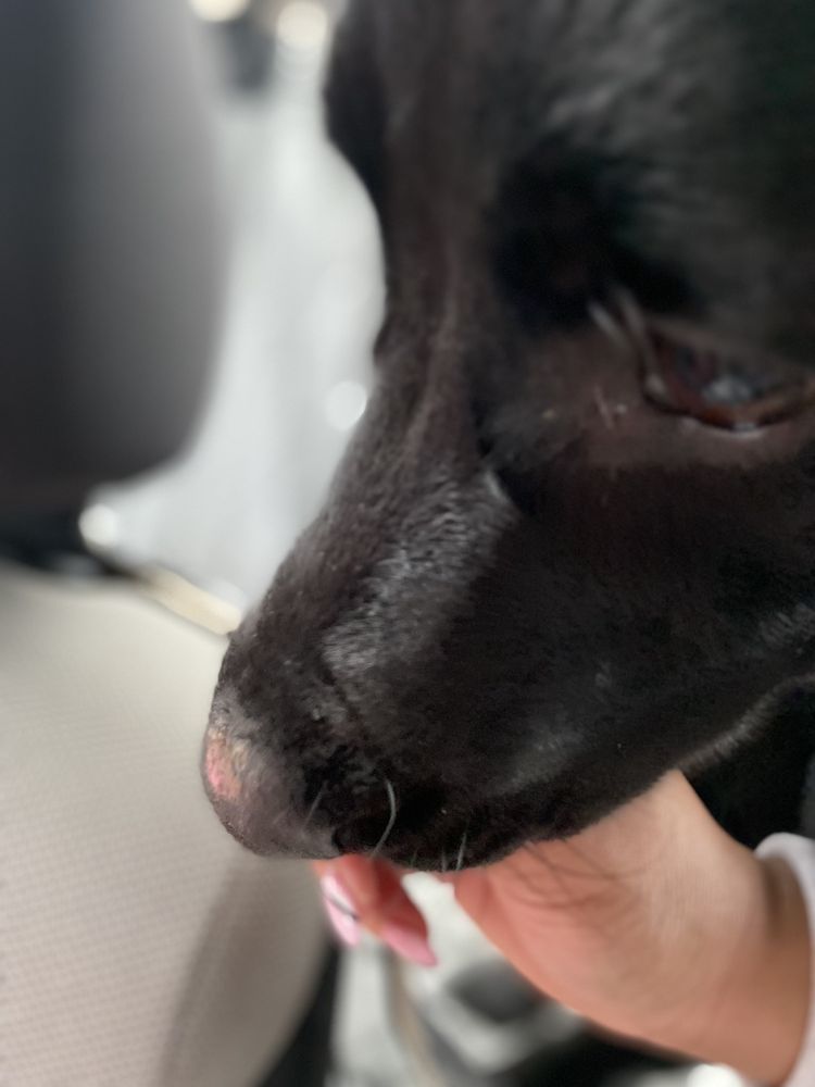 NC’S DOGHOUSE INC Updated August 2024 12 Reviews 1692 Hwy 23 E