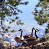 Caples Lake Resort gift card