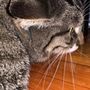 Photo of Porter Square Veterinarian