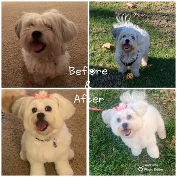 Tony's Pet Grooming - Before and after - Pet Stores Near Me - Santa Ana, California