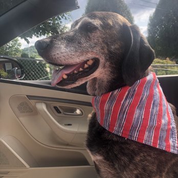 Five One Eight - Come meet Riggsby, the shop-pup. He will always greet you with a wag and his newest Wandering Pup Co. bandana. - Jewelry Near Me - Elizabethton, Tennessee Five One Eight - Come meet Riggsby, the shop-pup. He will always greet you with a wag and his newest Wandering Pup Co. bandana. - Jewelry Near Me - Elizabethton, Tennessee