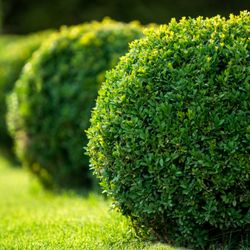 Mowtivated Lawn Care Services - Shrub Pruning