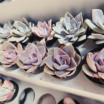 Pigment - Home Decor Near Me - San Diego, California Pigment - Home Decor Near Me - San Diego, California
