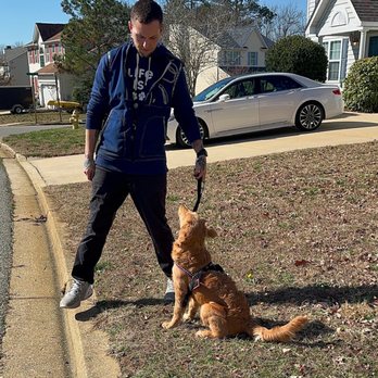 Best Buddy Dog Trainer - Loose Leash Walking with a Board and Train Puppy - Pet Training Near Me - Leonardtown, Maryland Best Buddy Dog Trainer - Loose Leash Walking with a Board and Train Puppy - Pet Training Near Me - Leonardtown, Maryland
