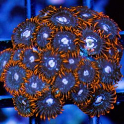 Matt's Corals & Service