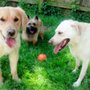 Photo of Club Canine Pet Resort