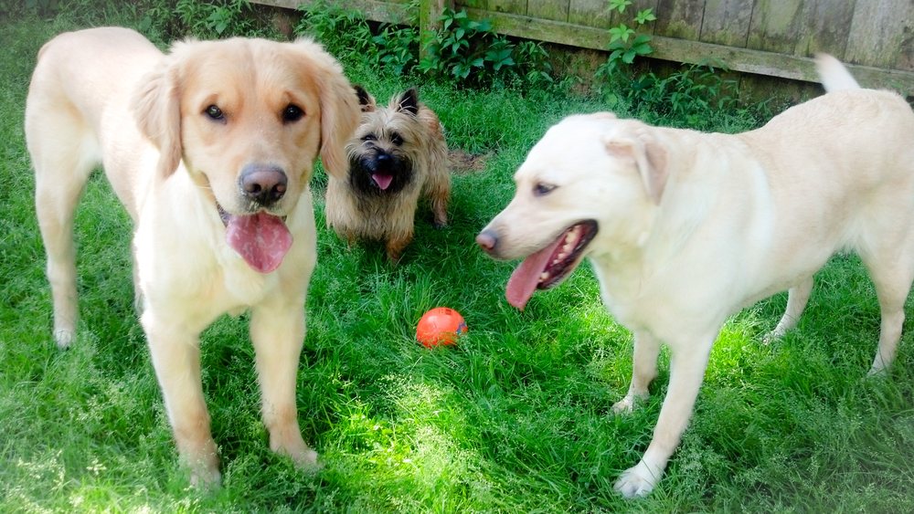 Club Canine Pet Resort - pet boarding facility in Lebanon, NJ