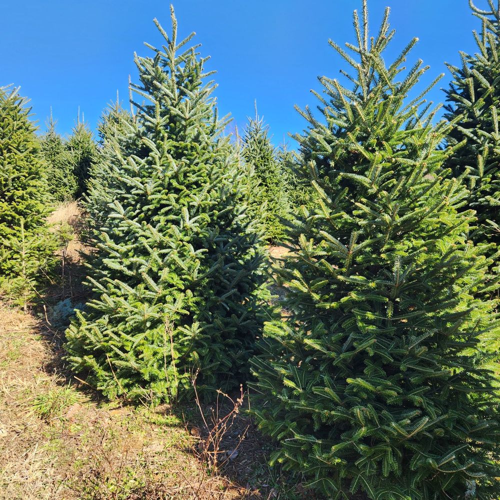 Good Shepherd Trees - Christmas Trees Near Me - Boone, North Carolina