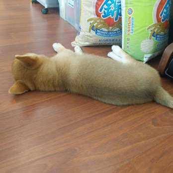 Puppy For Me - Cat inside Dog body. - Pet Breeders Near Me