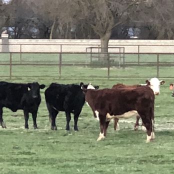 Immensee Vineyard Ranch - a group of cows in a pasture - Ranches Near Me - Elk Grove, California