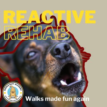 Wiggle Butt Academy - Pet Training Near Me - Plano, Texas Wiggle Butt Academy - Pet Training Near Me - Plano, Texas